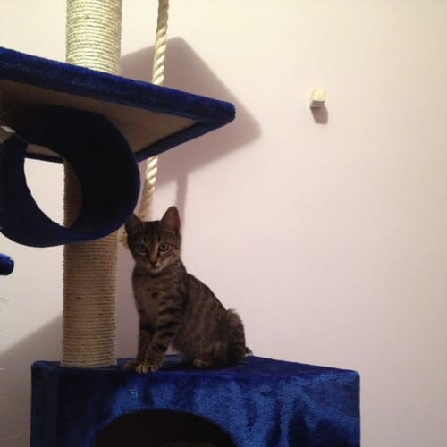 No photo for Kitty 