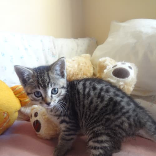No photo for 2 Adorable, Spotted And Striped, Tabby Kittens