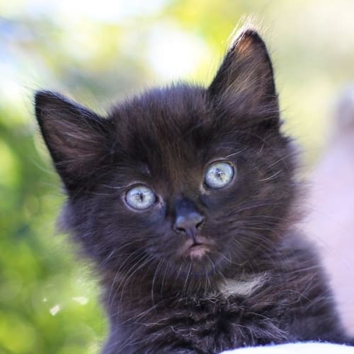 No photo for Black Kitten 1