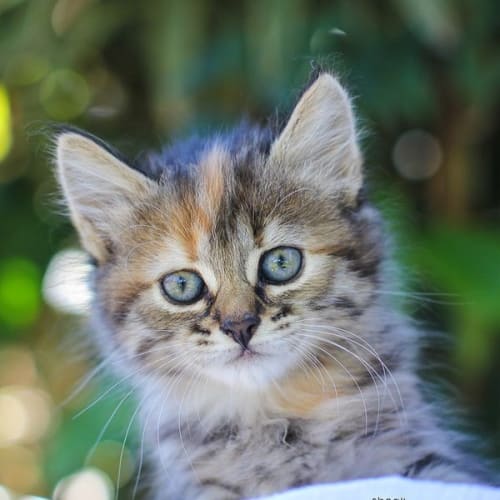 No photo for Torti Kitten 2