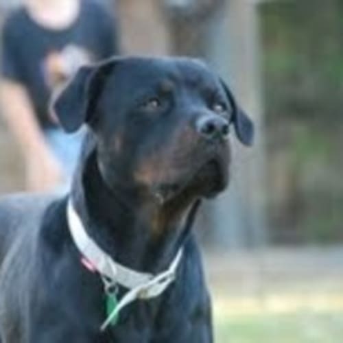 No photo for Aria The Rottie Girl
