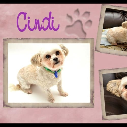 No photo for Cindi