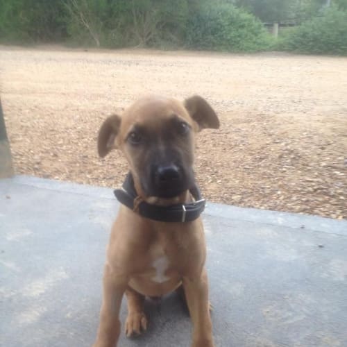 No photo for Buddy The Staghound X Pup