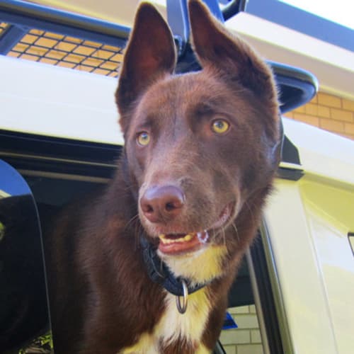 Middy (New South Wales) *on trial*