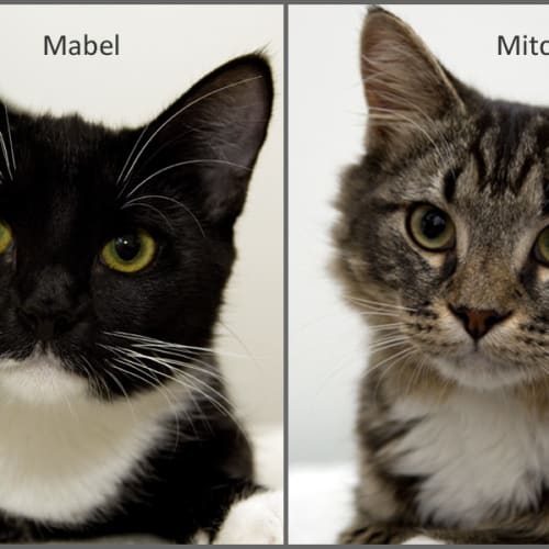 No photo for Mitch & Mabel