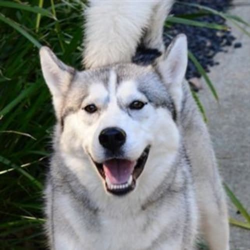 No photo for Skye