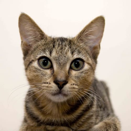 No photo for Tigerlily