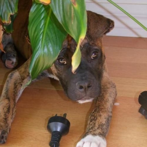 No photo for Tug 
