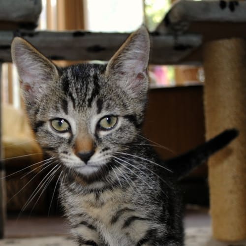 No photo for Dharma*On Trial With Her New Family*