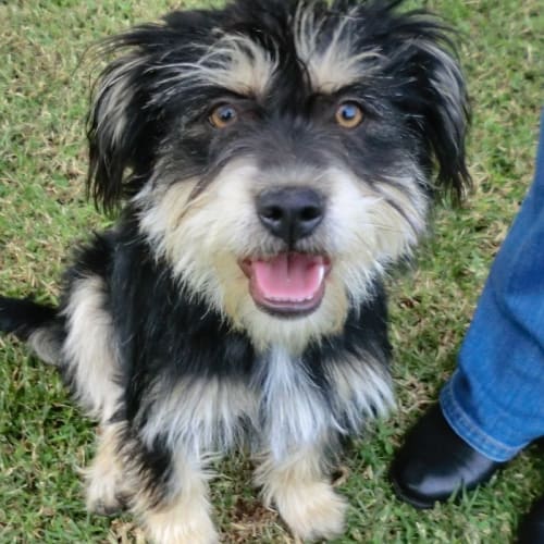 No photo for Minnie *On Trial In Her New Home*