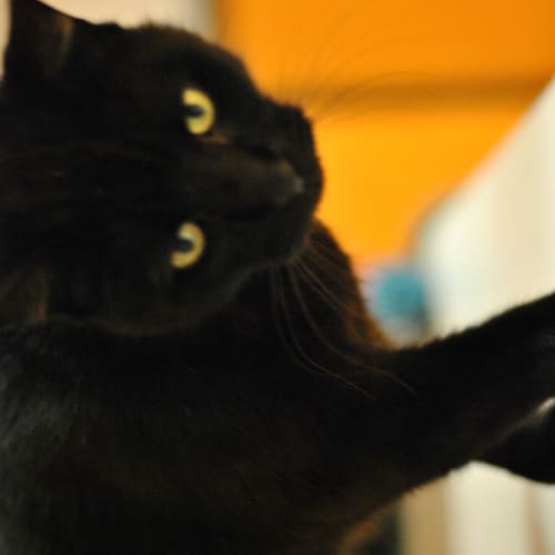 No photo for Puss