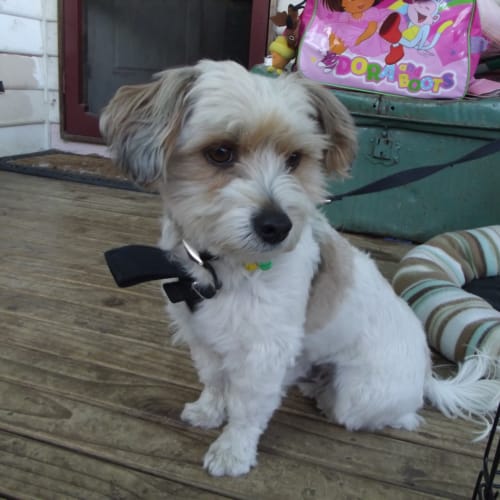 No photo for Brodie
