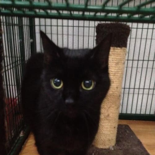 No photo for Salem