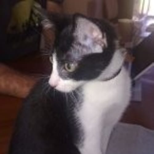 No photo for Cecil (On Trial, Adoption Pending)
