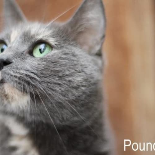 No photo for Pound Cats | Dove
