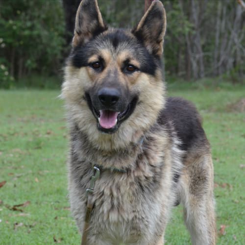 Lucky - Application Pending