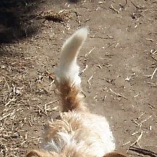 No photo for  Master Benny