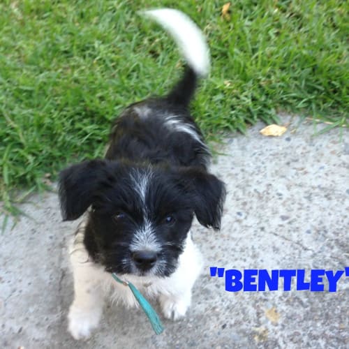Bentley (adopted on 17/5/13)