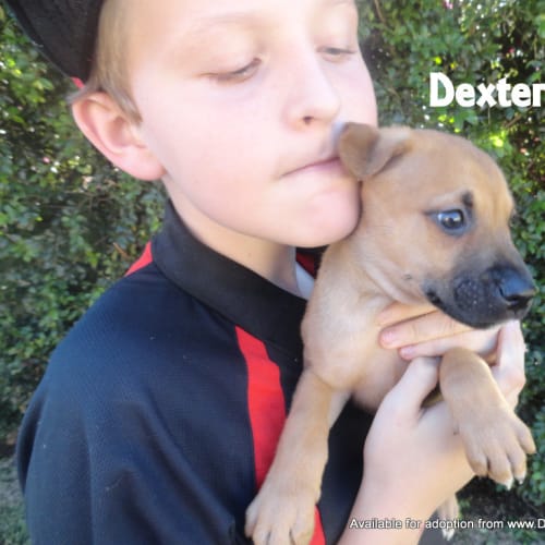 Dexter (2) (On hold pending adoption)