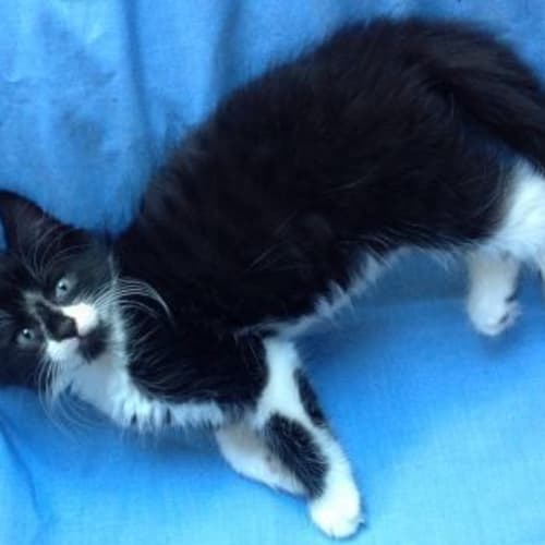 No photo for Licorice