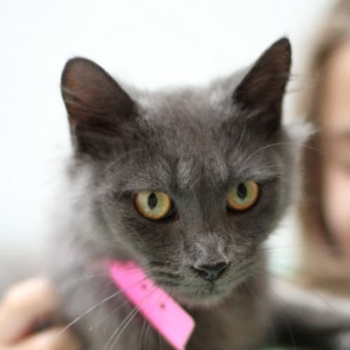 No photo for Pound Cats | Delaney
