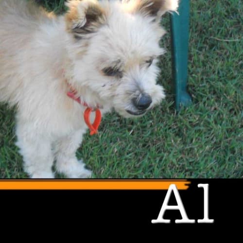 No photo for Al(paca) Is On Trial In His New Home!