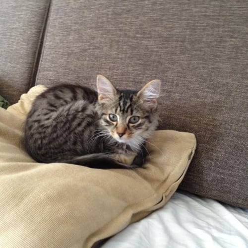 No photo for Stripes