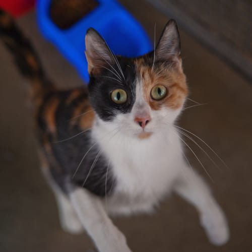 No photo for Shelley Id12355. This Mumma Needs Her Own Home. 