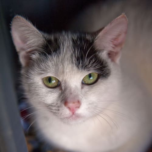 No photo for Maggy Id14488. Like Her Namesake   Adorable. 
