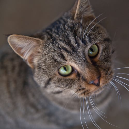 No photo for Who Will Be George's Adored Owner? Id13347