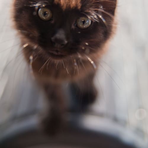 No photo for Fuzzy Wuzzy Id12385