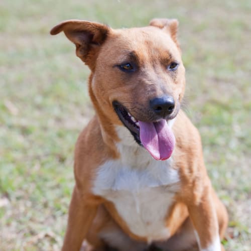 No photo for Sky Id14472. Looking For An Active Owner. 