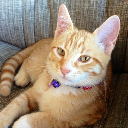 No photo for Pound Cats | Muffin