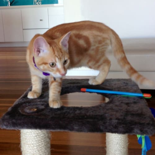 No photo for Pound Cats | Jasmine