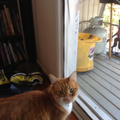 No photo for Ginger