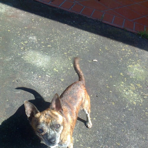 No photo for Pepi (On Trial)