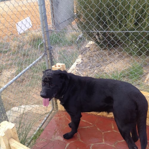 No photo for Big Bob   Gentle Giant