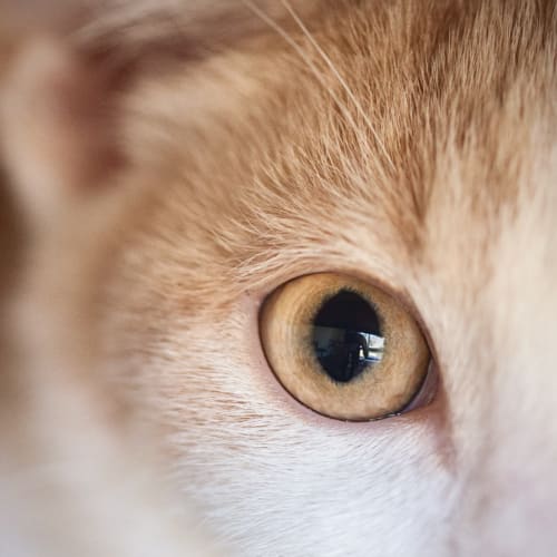 No photo for Peaches