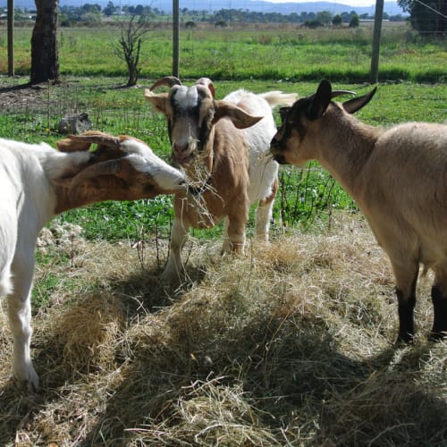 No photo for Jazz, Benji And Phoenix