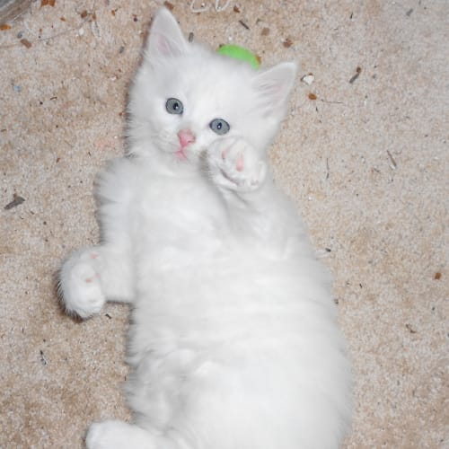 No photo for Polar