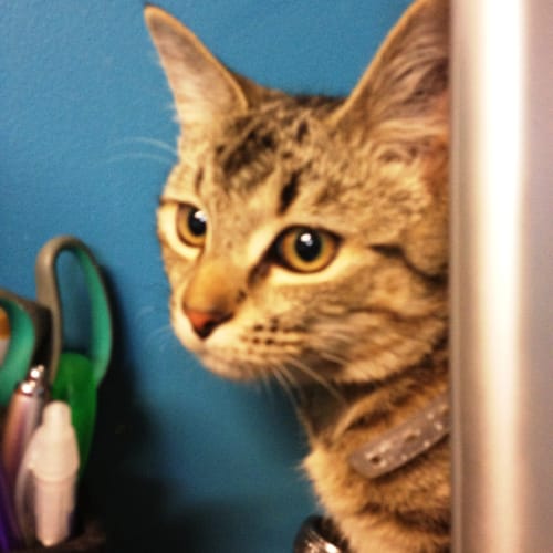 No photo for Adopt Me