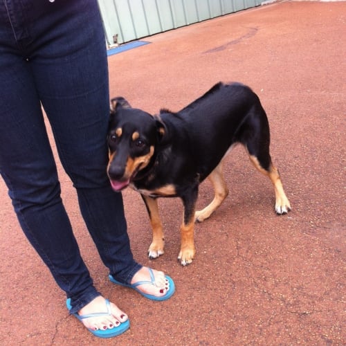 No photo for Stella **Urgent Forever Home Needed !