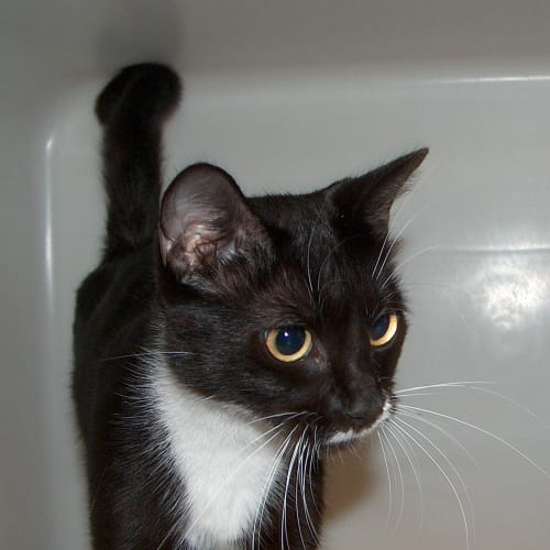No photo for Whiskers