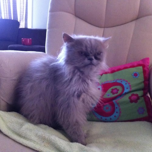 No photo for Cupcake