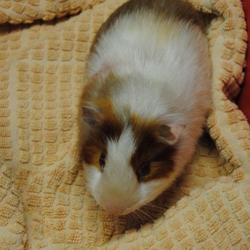 No photo for Squeaks