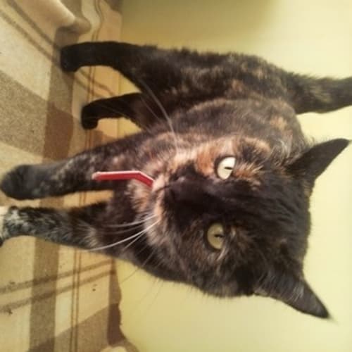 Sookie