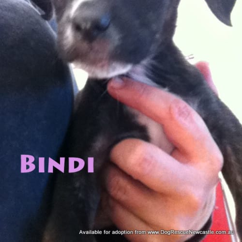 Baby Bindi (On Trial 26/5/13)
