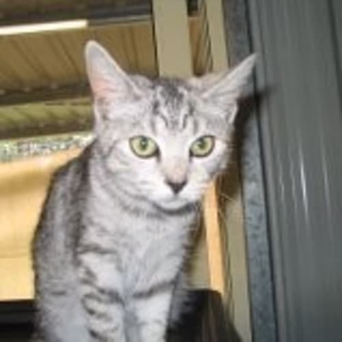 No photo for Tinka  On Trial With Her New Family