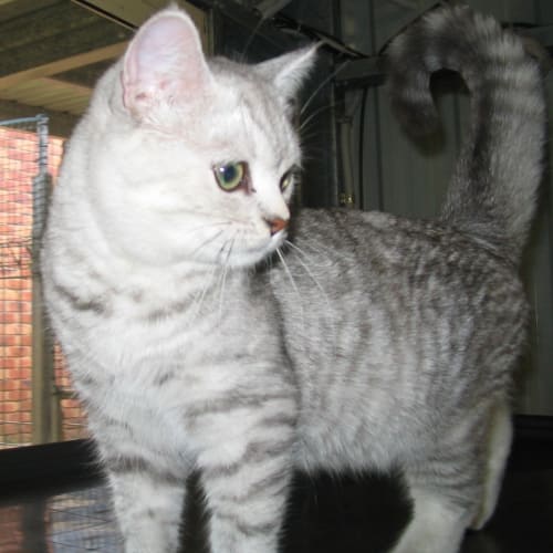 No photo for Belle On Trial With Her New Family