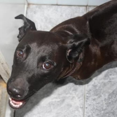No photo for Super Sweet Tilly